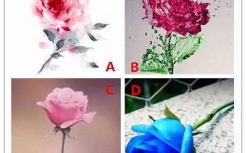 心理测试：选1朵你最喜欢的花，测你会留给别人什么样的第一印象