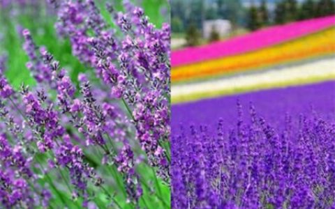 百合和薰衣草哪个好闻，五种好闻的香水你喜欢哪一种