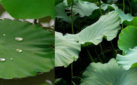 自制中药瘦身药包，，改善易胖体质