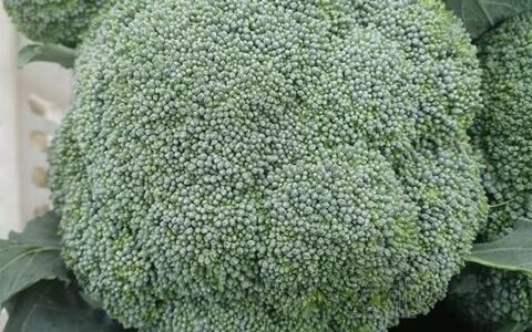 秋季长皮疹吃什么好 哪些食物类型要避免