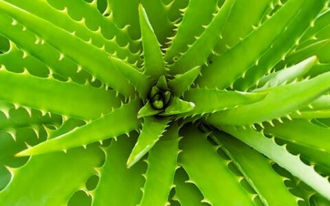 自己种的芦荟怎么做面膜