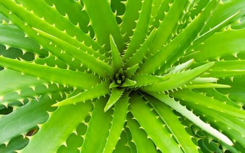 什么植物可以美白