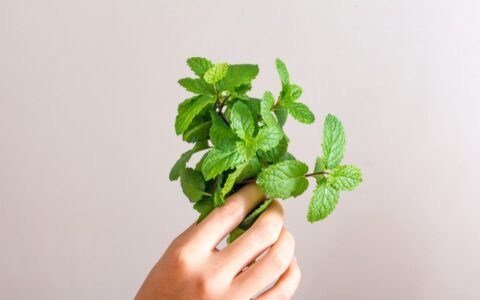 薄荷对皮肤有什么作用，薄荷对护肤有效果吗